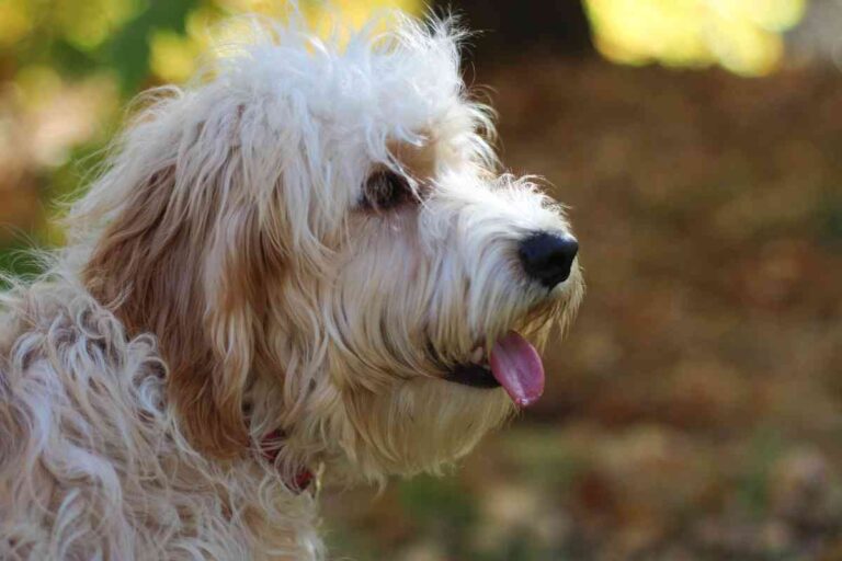 When Do Goldendoodles Lose Their Puppy Coats? Goldendoodle Advice