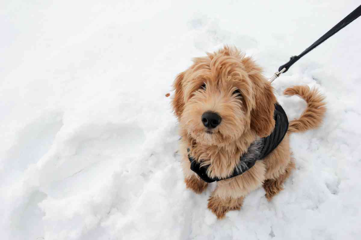 When Do Goldendoodles Lose Their Puppy Coats? 6