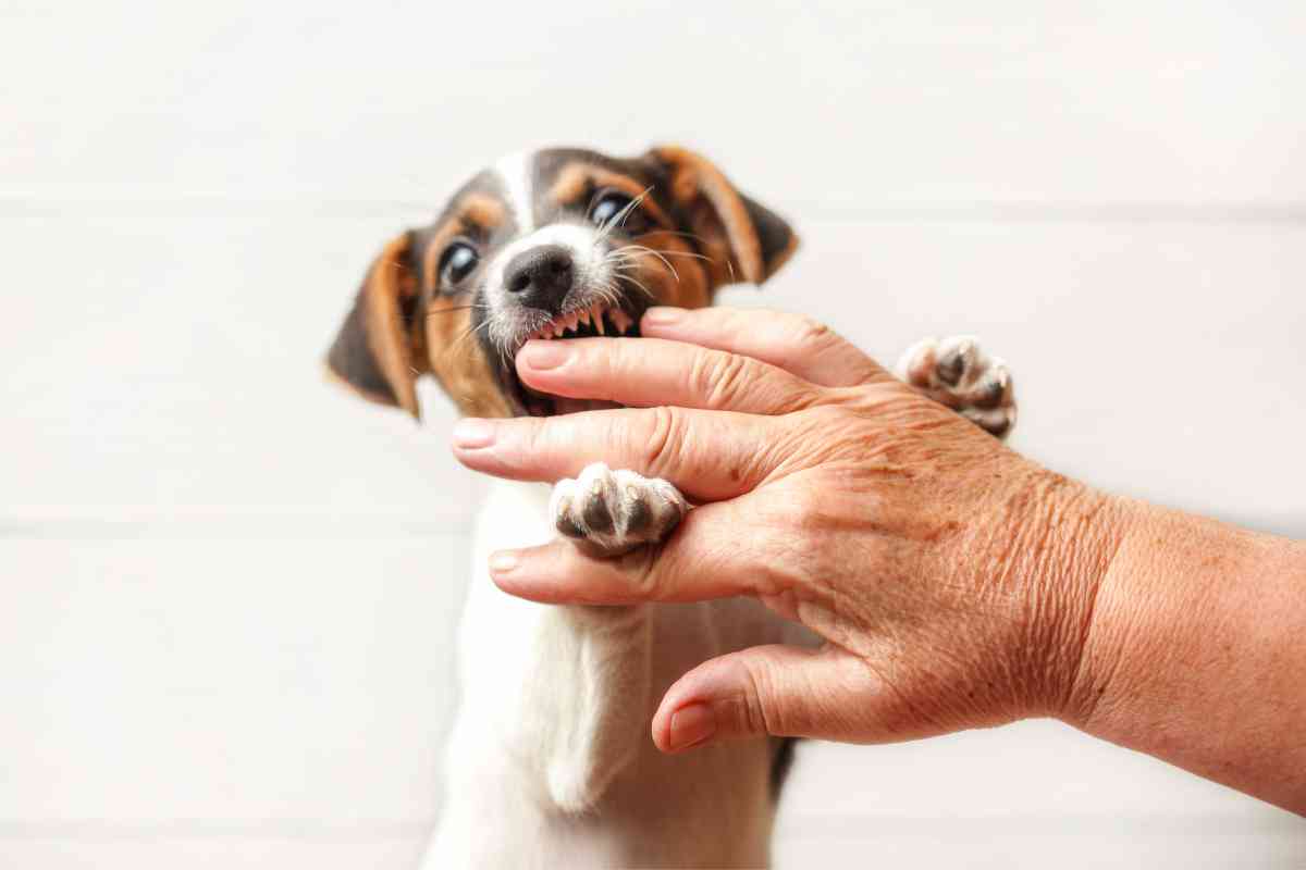6 Reasons Why Your Puppy Is Chewing On You (Nipping, Biting, Mouthing) 2