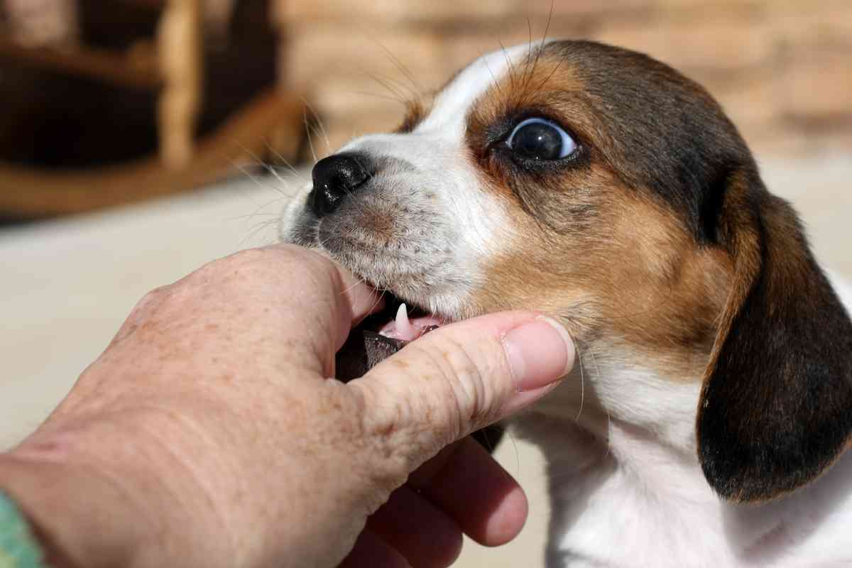 6 Reasons Why Your Puppy Is Chewing On You (Nipping, Biting, Mouthing) 4
