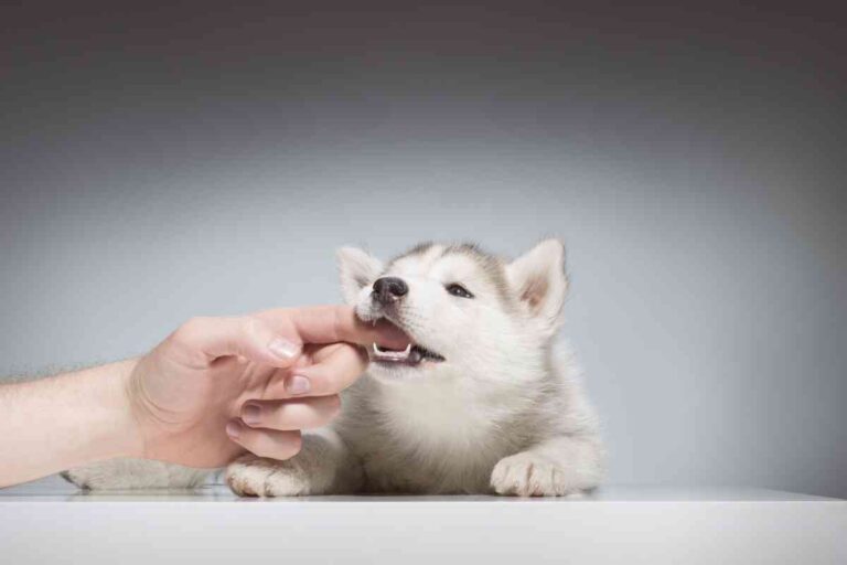 6 Reasons Why Your Puppy Is Chewing On You (Nipping, Biting, Mouthing)