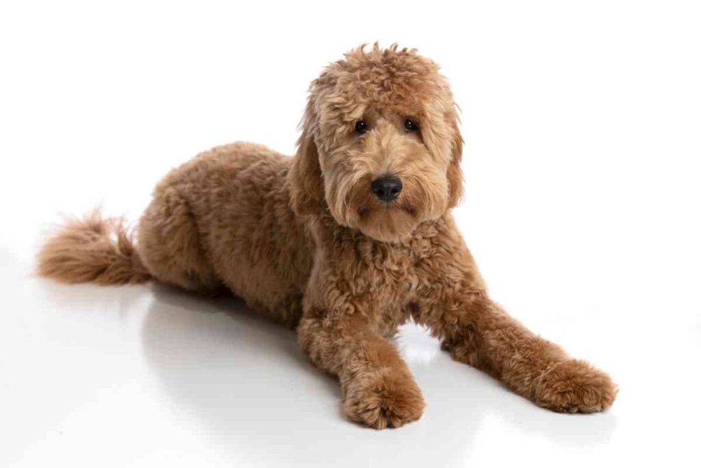 Do Goldendoodles Change Colors Why When What To Expect