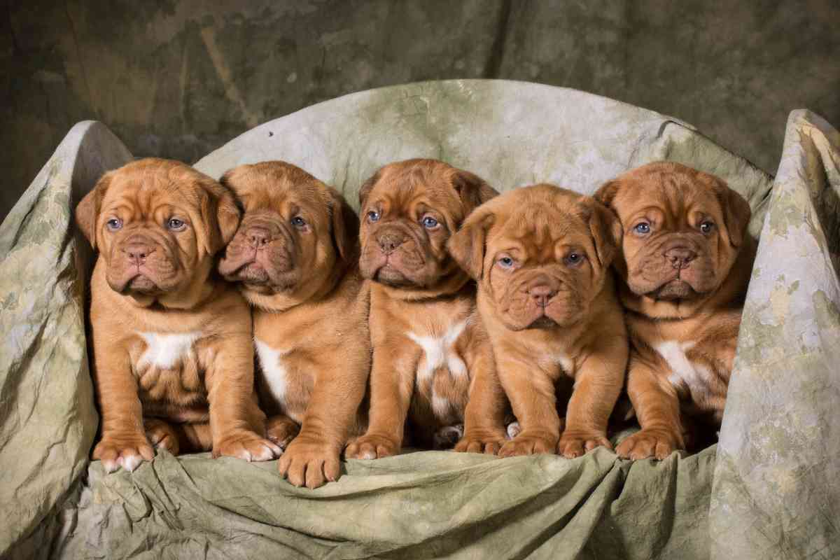 What To Bring With You When Picking A Puppy From A Litter 2