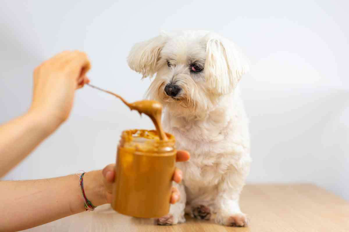 Can Puppies Eat Almond Butter? 4 Major Risks Explained 1