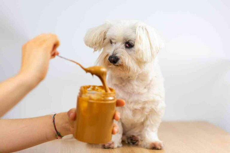 Can Puppies Eat Almond Butter? 4 Major Risks Explained