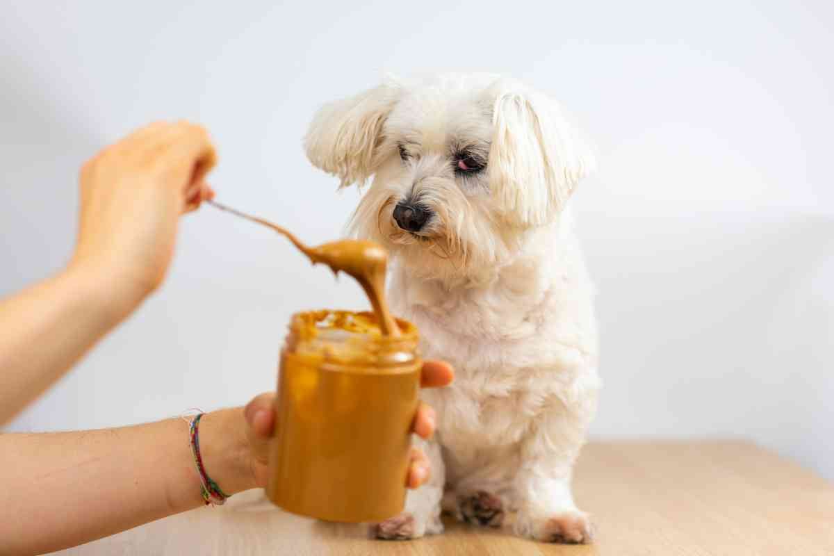 what happens if a dog eats almonds