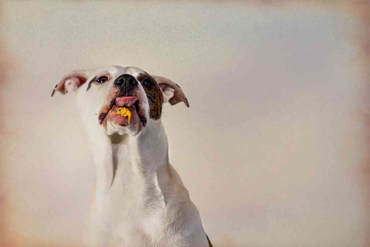 Can Puppies Eat Almond Butter? 4 Major Risks Explained 4