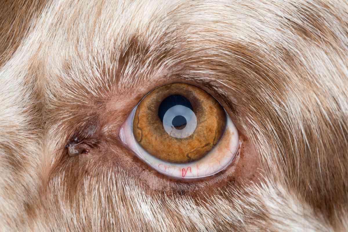 Can Dogs Get Pink Eye From Humans? The Surprising Answer! 3