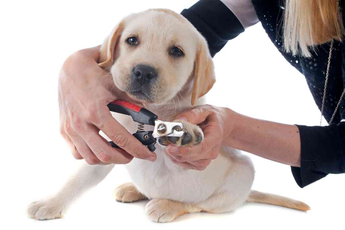 Using Human Nail Clippers To Trim Puppy Nails: How To Do It Safely 2