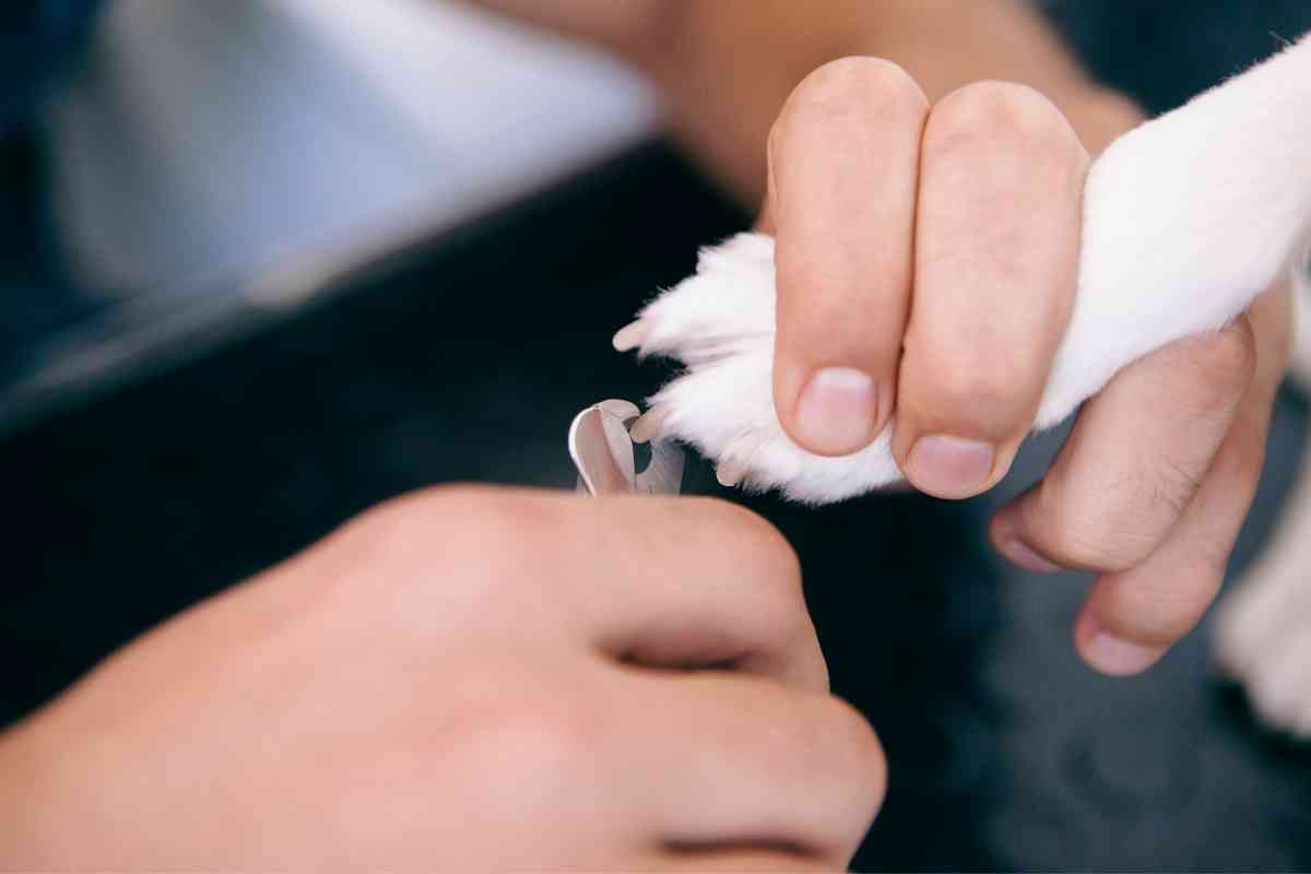 Using Human Nail Clippers To Trim Puppy Nails: How To Do It Safely 1