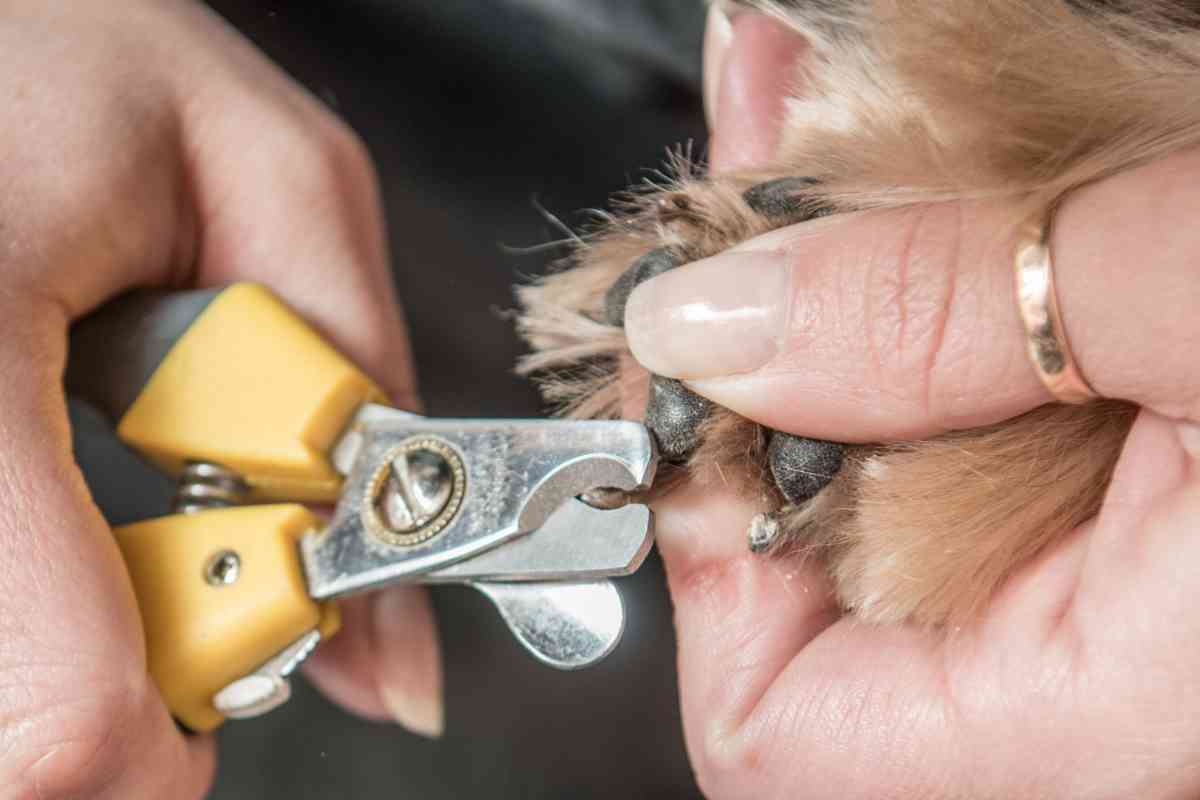 Using Human Nail Clippers To Trim Puppy Nails: How To Do It Safely 3