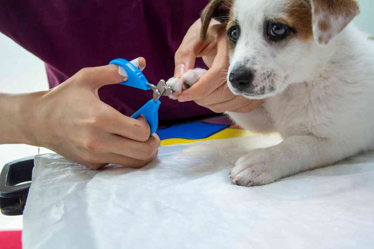 can you use human toenail clippers on dogs