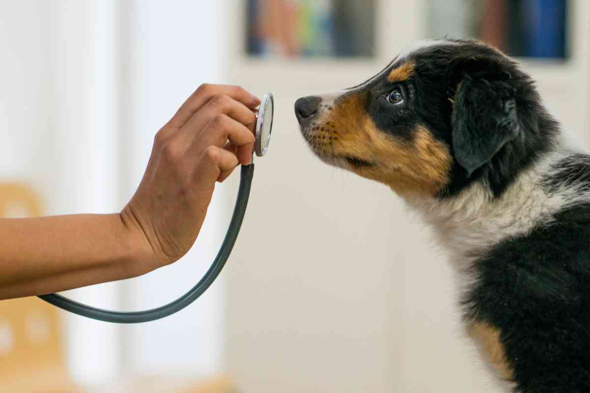 Puppy Shots At Petsmart: Costs &Amp; Cash-Saving Tips 2