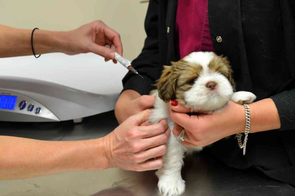 Puppy Shots At Petsmart: Costs &Amp; Cash-Saving Tips 1