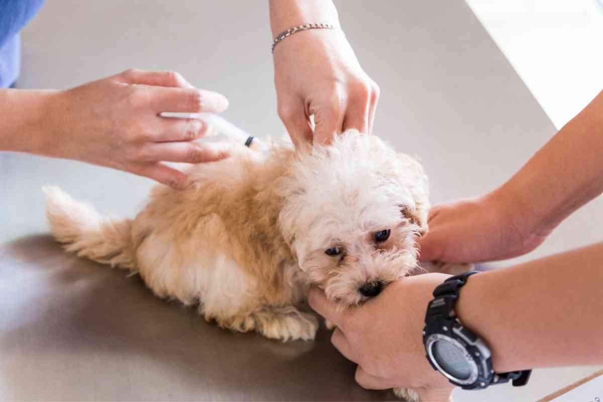 Puppy Shots At Petsmart: Costs &Amp; Cash-Saving Tips 3