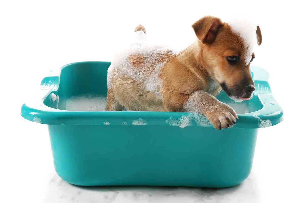 Why You Shouldn’t Bathe Your Puppy As Soon As You Bring Them Home 2