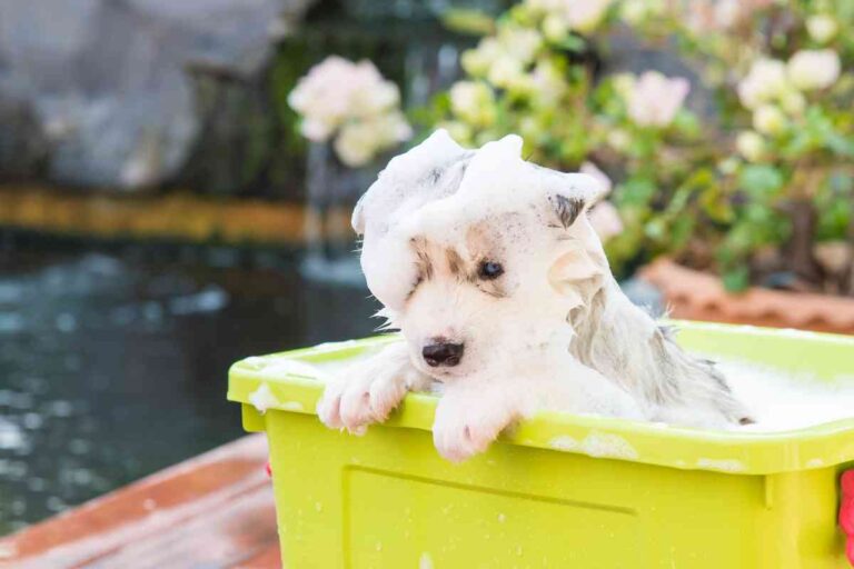 Why You Shouldn’t Bathe Your Puppy As Soon As You Bring Them Home