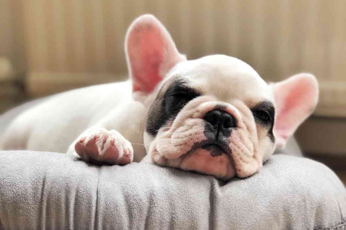 What Time Should A Puppy Go To Bed? A Weekly Guide To Good Sleep 2