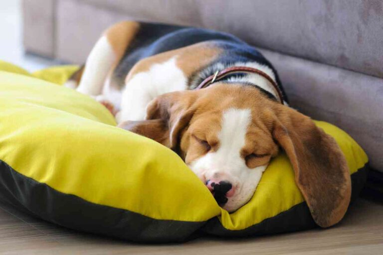What Time Should A Puppy Go To Bed? A Weekly Guide To Good Sleep