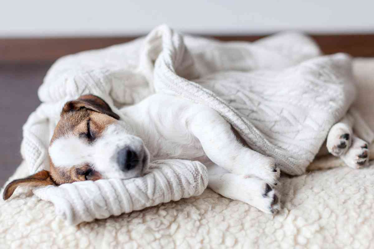 What Time Should A Puppy Go To Bed A Weekly Guide To Good Sleep 