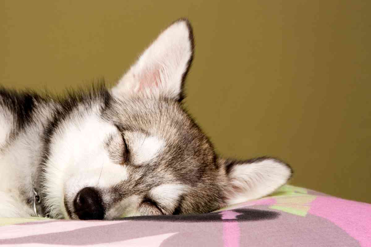 5 Reasons Why Your Puppy Shivers When Falling Asleep And When To Worry 2