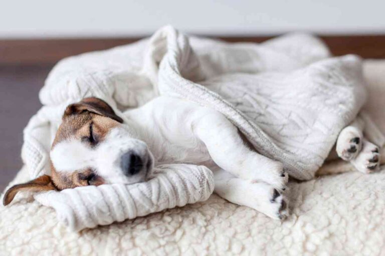 5 Reasons Why Your Puppy Shivers When Falling Asleep And When To Worry