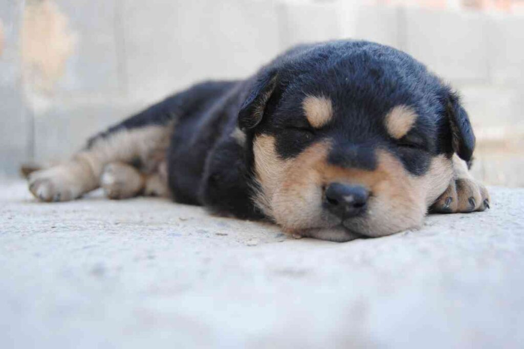 5 Reasons Why Your Puppy Shivers When Falling Asleep And When To Worry
