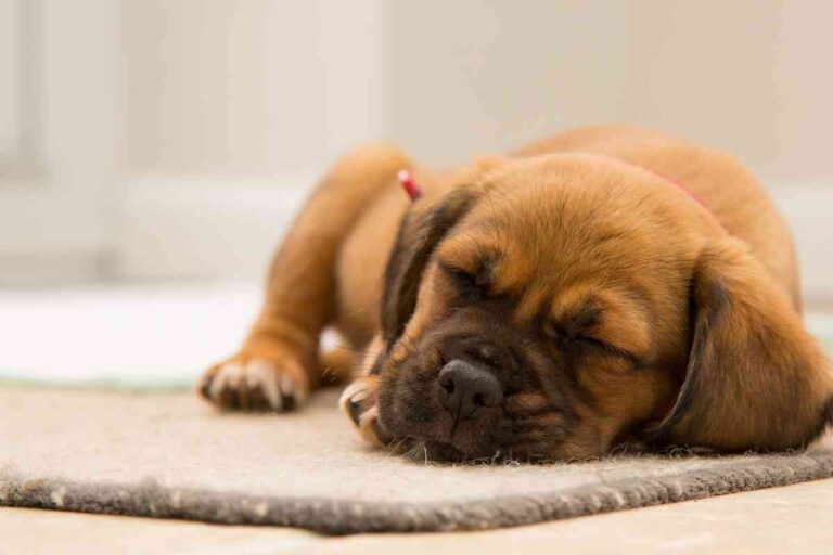 5 Reasons Why Your Puppy Shivers When Falling Asleep And When To Worry