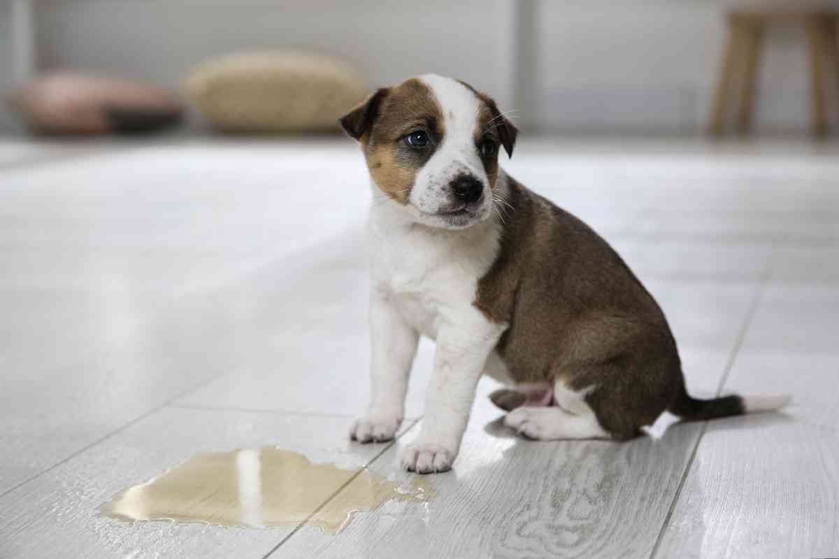 6 Reasons Your Puppy Is Regressing In Potty Training 4