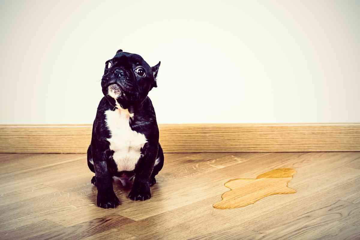6 Reasons Your Puppy Is Regressing In Potty Training 2