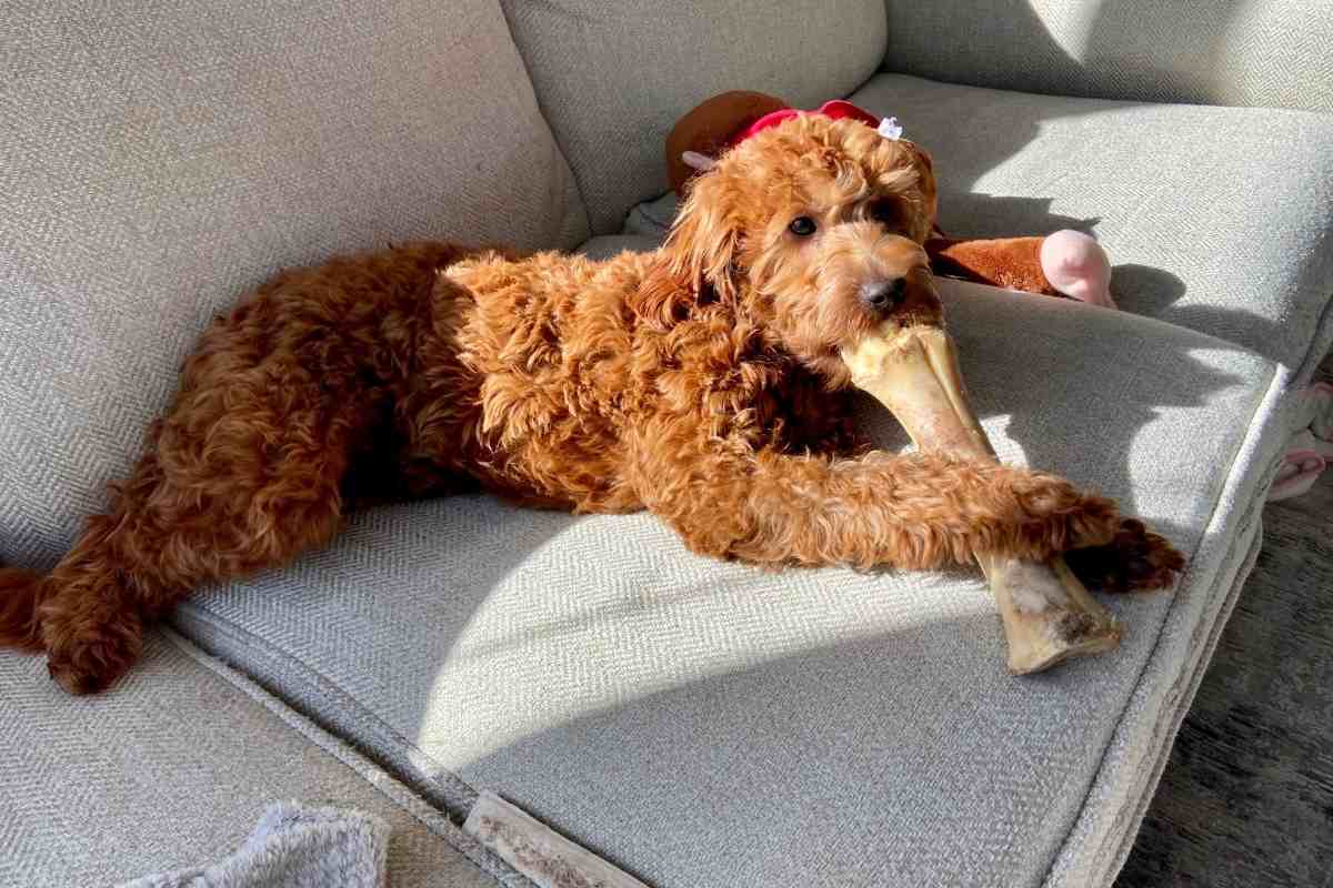 Can Goldendoodles Be Outside Dogs? 2