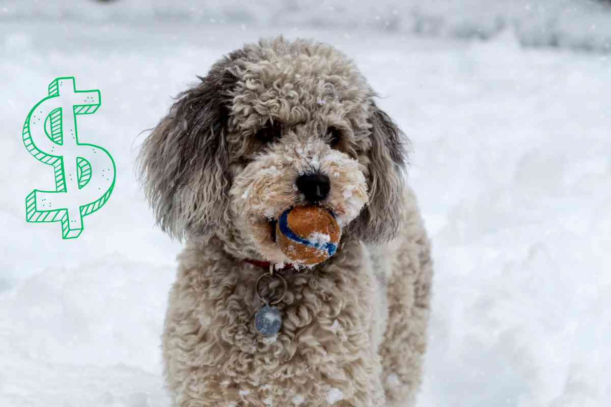 Aussiedoodle Puppy Cost: Up-Front &Amp; Long-Term Cost Analysis 1