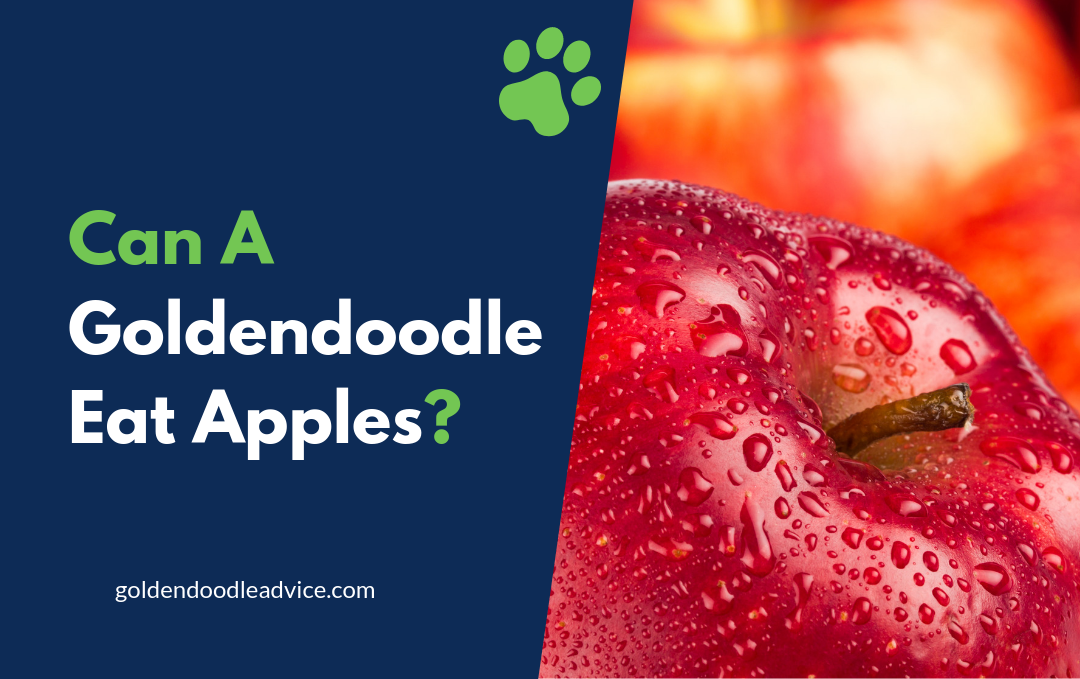 Can A Goldendoodle Eat Apples? 1