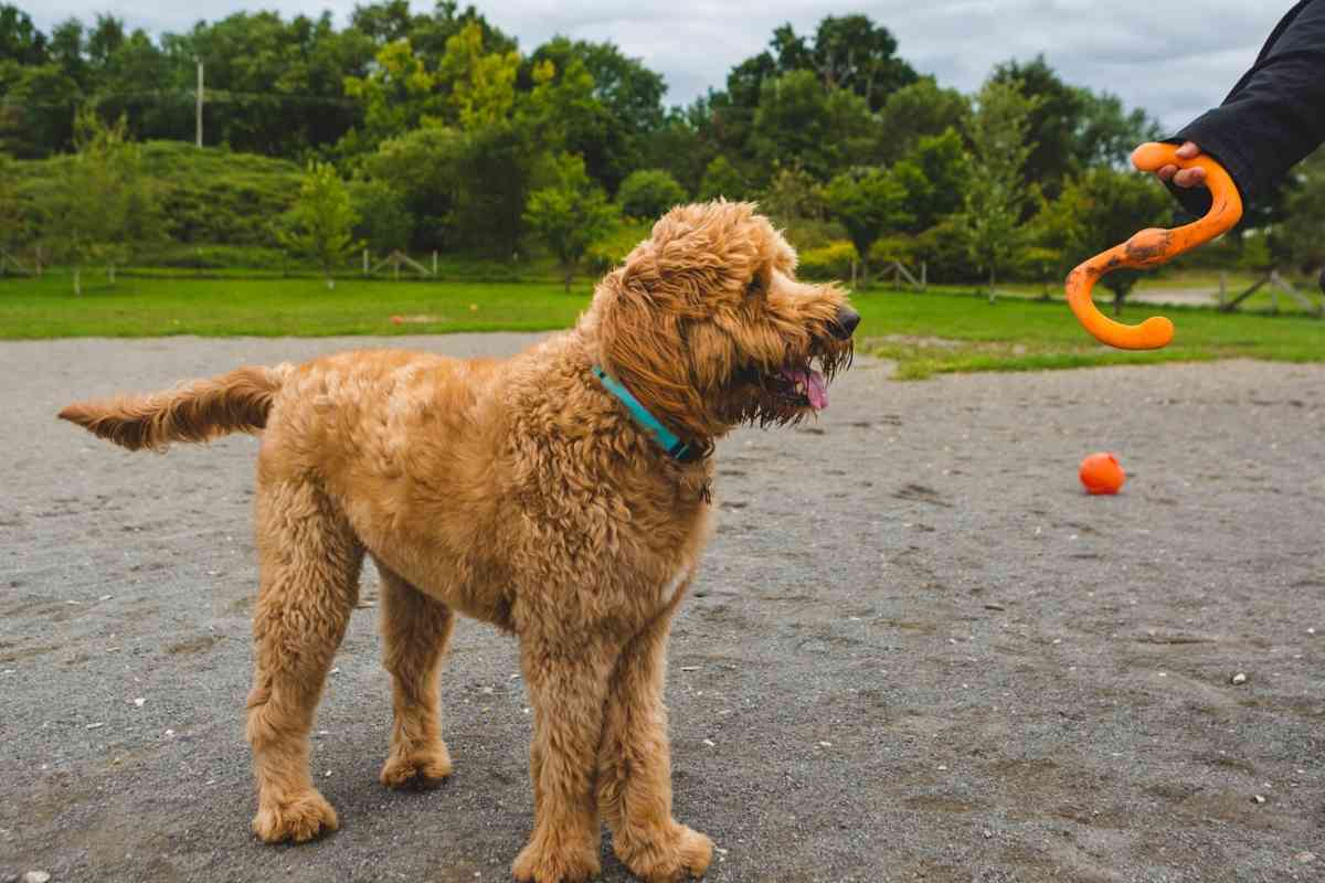 Can Goldendoodles Be Outside Dogs? 1
