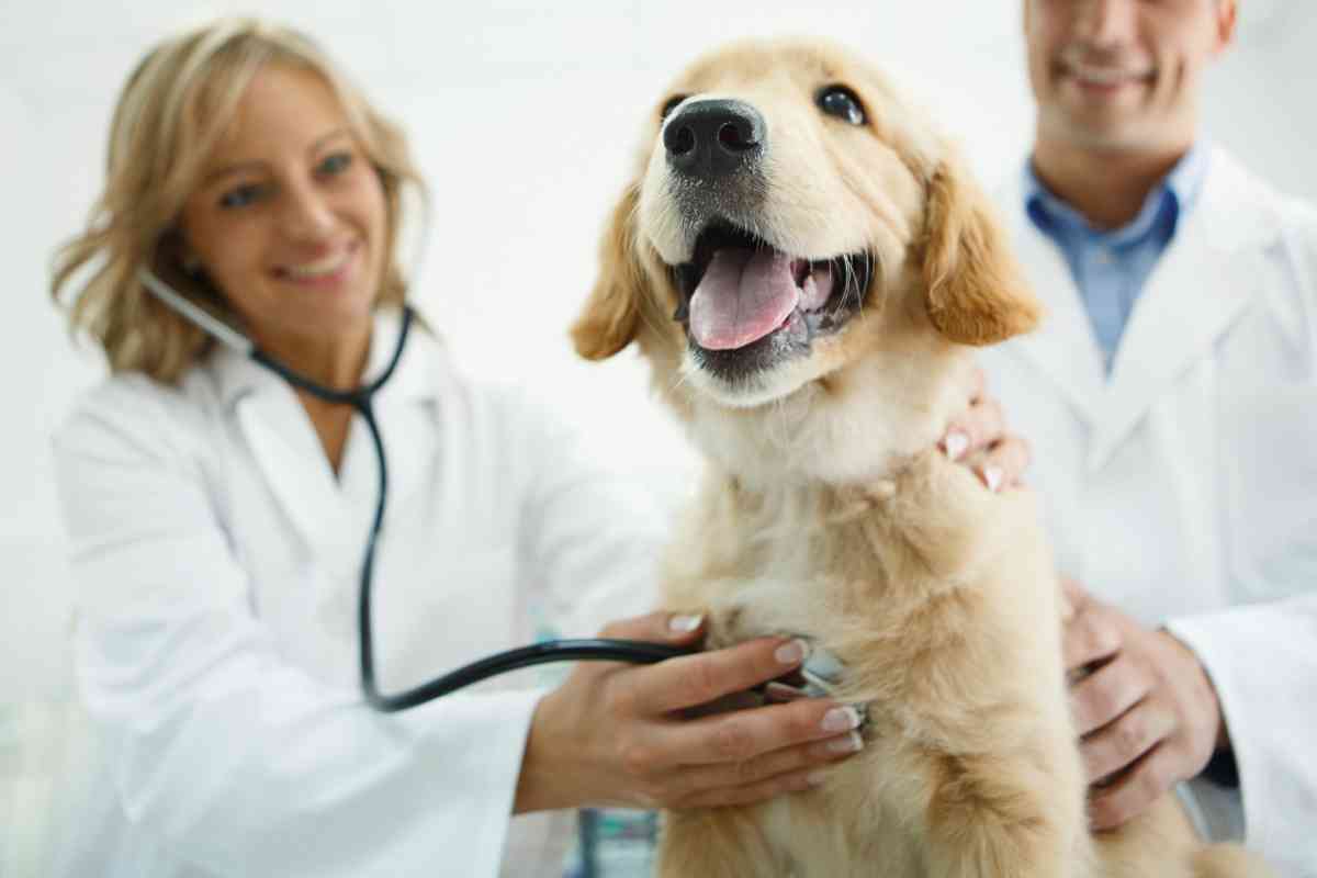 Goldendoodle Health Issues: What Do Most Goldendoodles Die From? 3