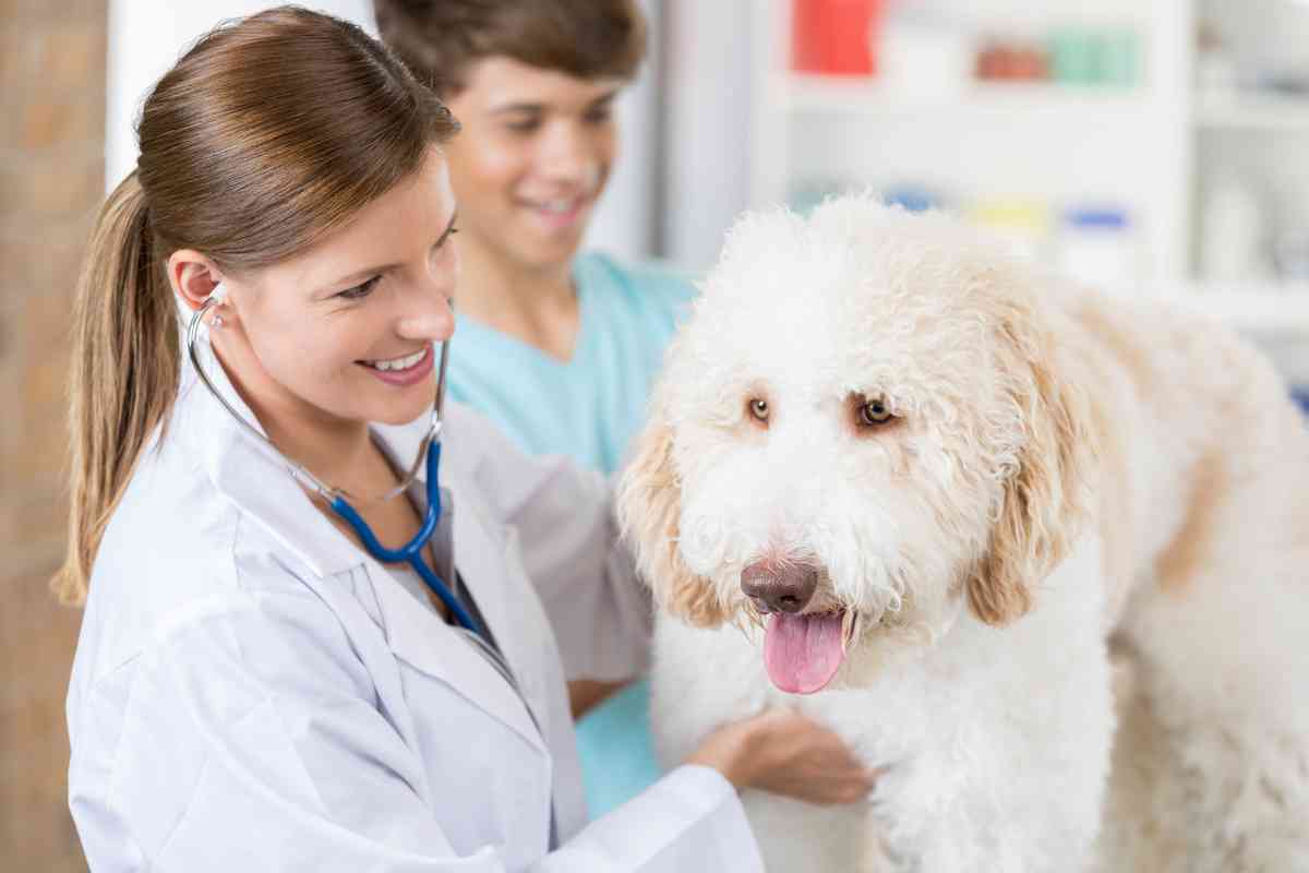 Goldendoodle Health Issues: What Do Most Goldendoodles Die From? 2