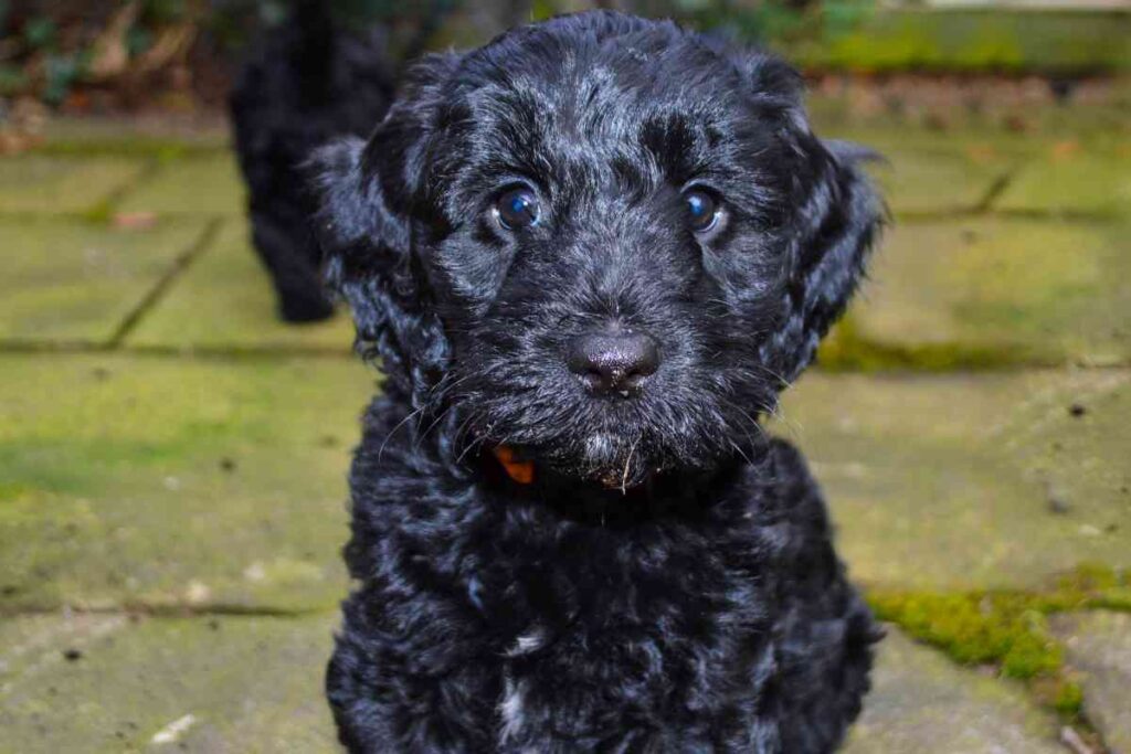 How Much Do Cockapoo Puppies Cost? 5 Main Cost Influencers Goldendoodle Advice