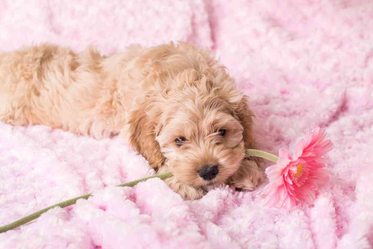 how much does it cost to have a cockapoo