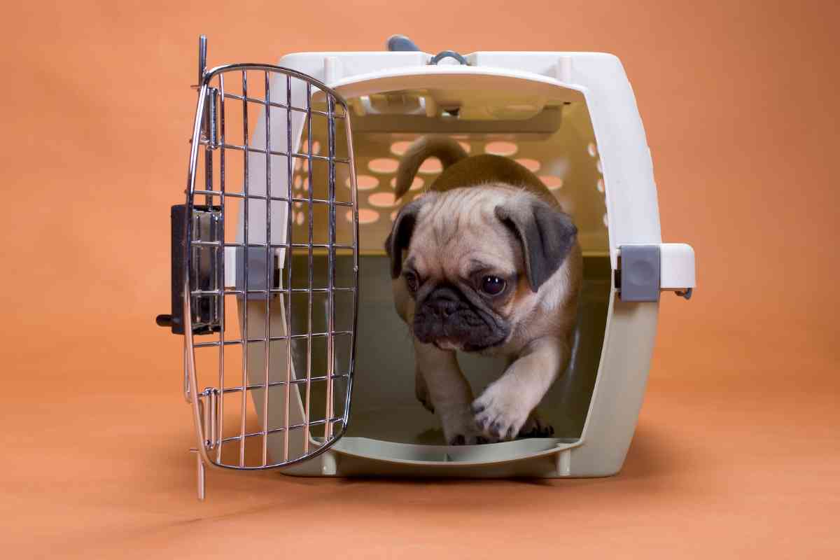 How Much Room Should A Puppy Have In The Crate? 4