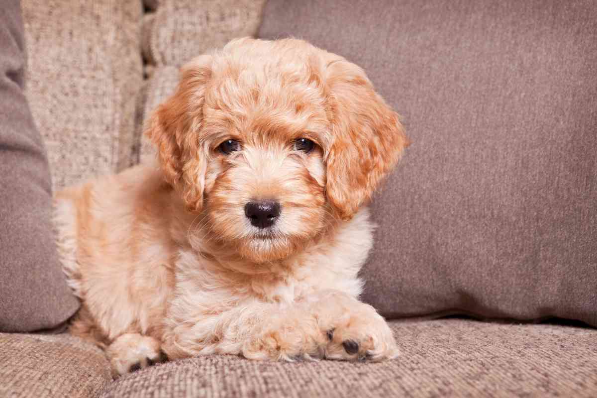 How To Estimate A Mini Goldendoodle Weight? 4