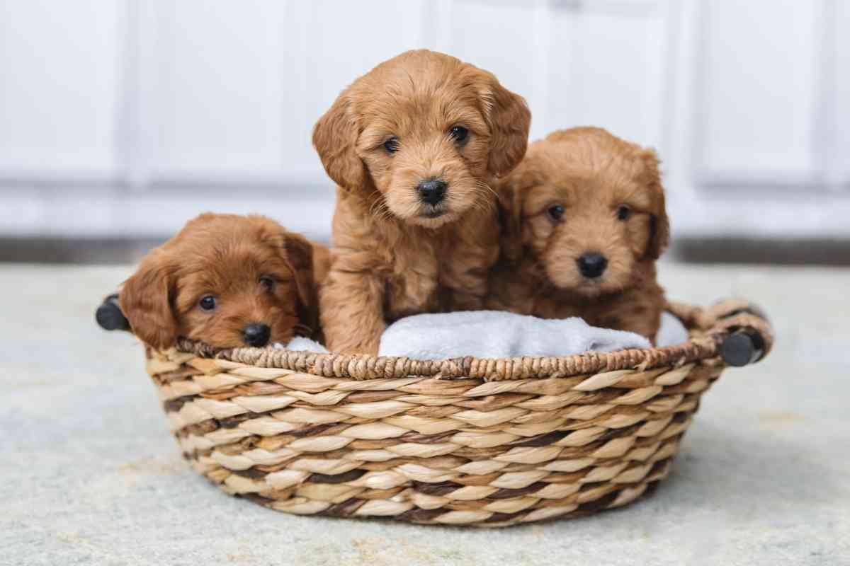 Full Grown Mini Goldendoodle | How Big Do They Get? 3