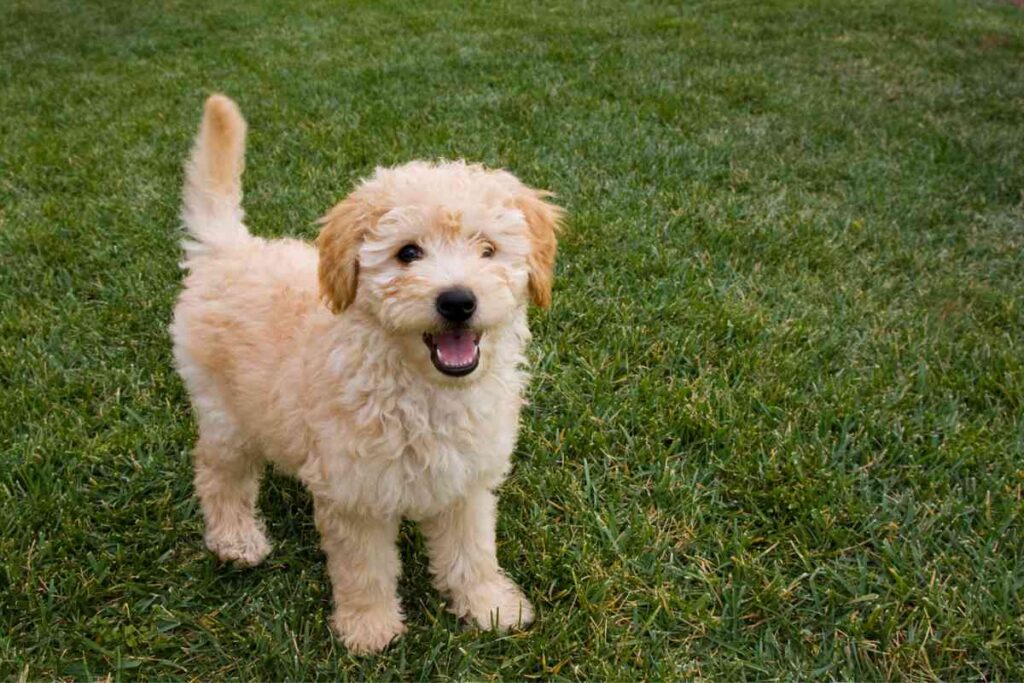 How to Tell If You Have a Curly Goldendoodle Puppy [3 Steps To