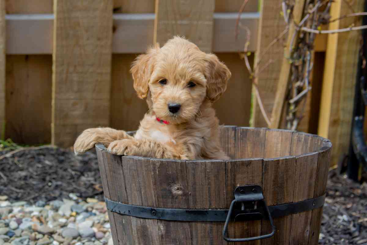 Full Grown Mini Goldendoodle | How Big Do They Get? 1