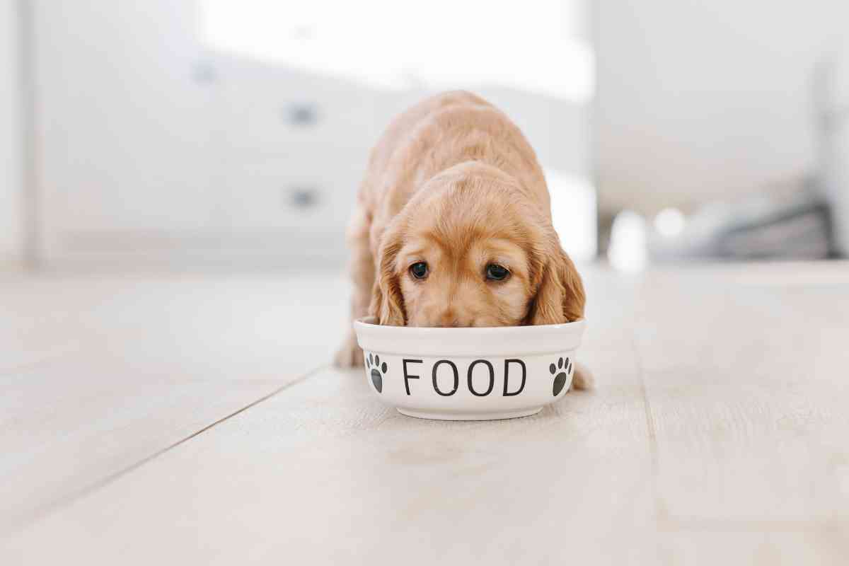 Switching Your Puppy From Puppy Food To Dog Food: The Ultimate Guide 2
