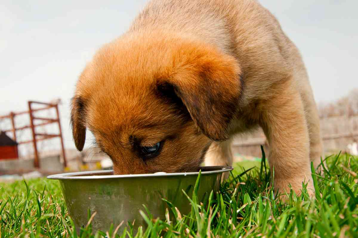 Switching Your Puppy From Puppy Food To Dog Food: The Ultimate Guide 3
