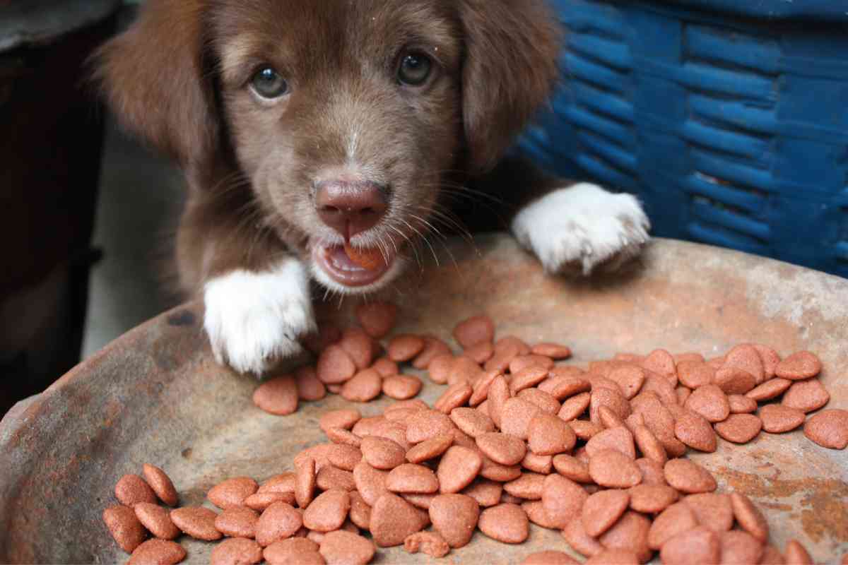 Switching Your Puppy From Puppy Food To Dog Food: The Ultimate Guide 1