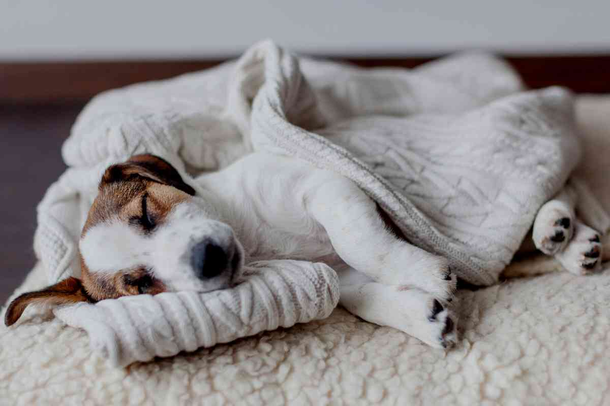 Where Your Puppy Should Sleep On Their First Night &Amp; Other Useful Tips 2