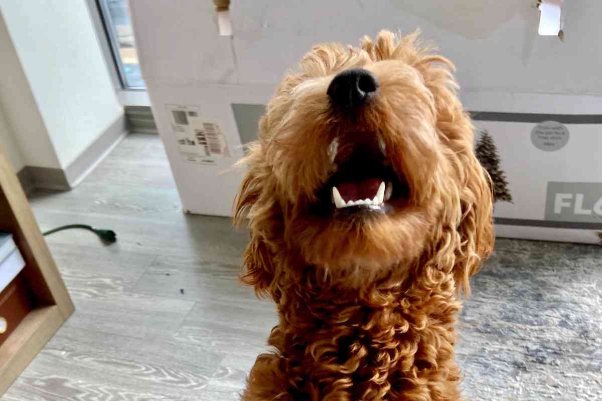 Why Is My Goldendoodle So Crazy? Are Goldendoodles Crazy?! 4
