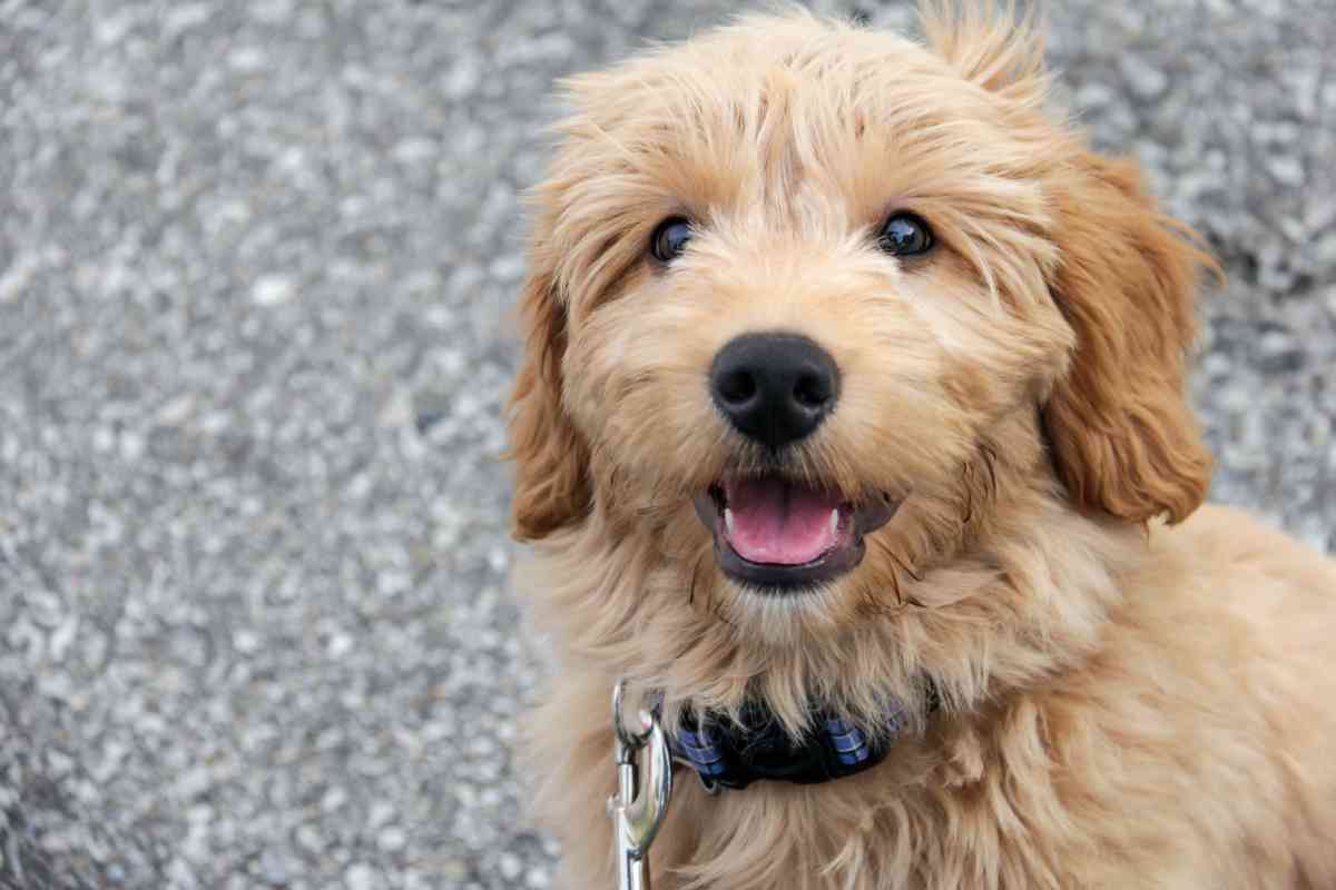 Goldendoodle Ear Infection: 3 Common Problems &Amp; Treatments (Veterinarian Weighs In!) 2
