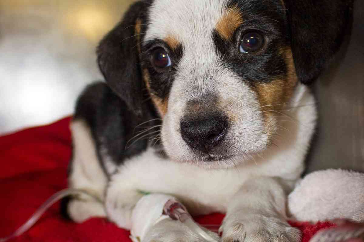 Preventing Parvo In Puppies: What You Can Do 2